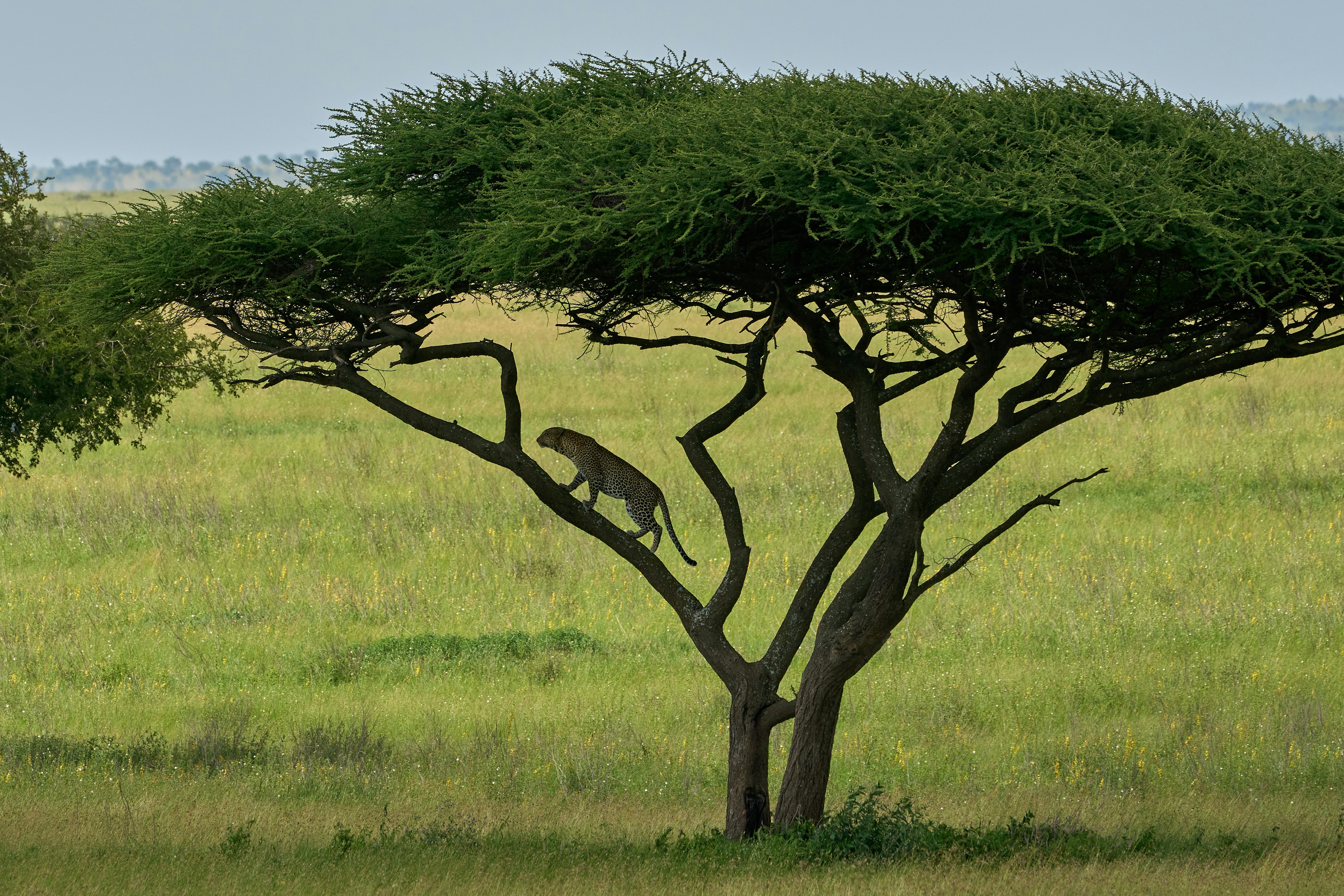Tanzania safari company conservation legacy